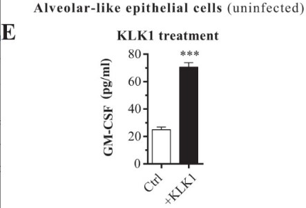 KLK1